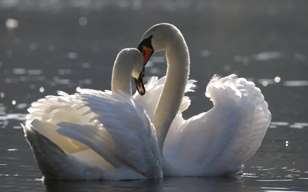 mute swan Animal swan HD Desktop Wallpaper | Background Image
