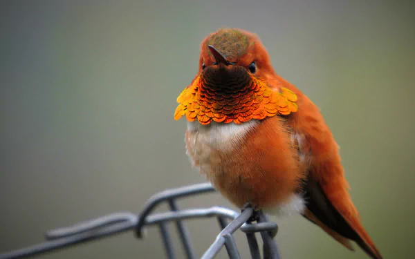  Rufous Hummingbird