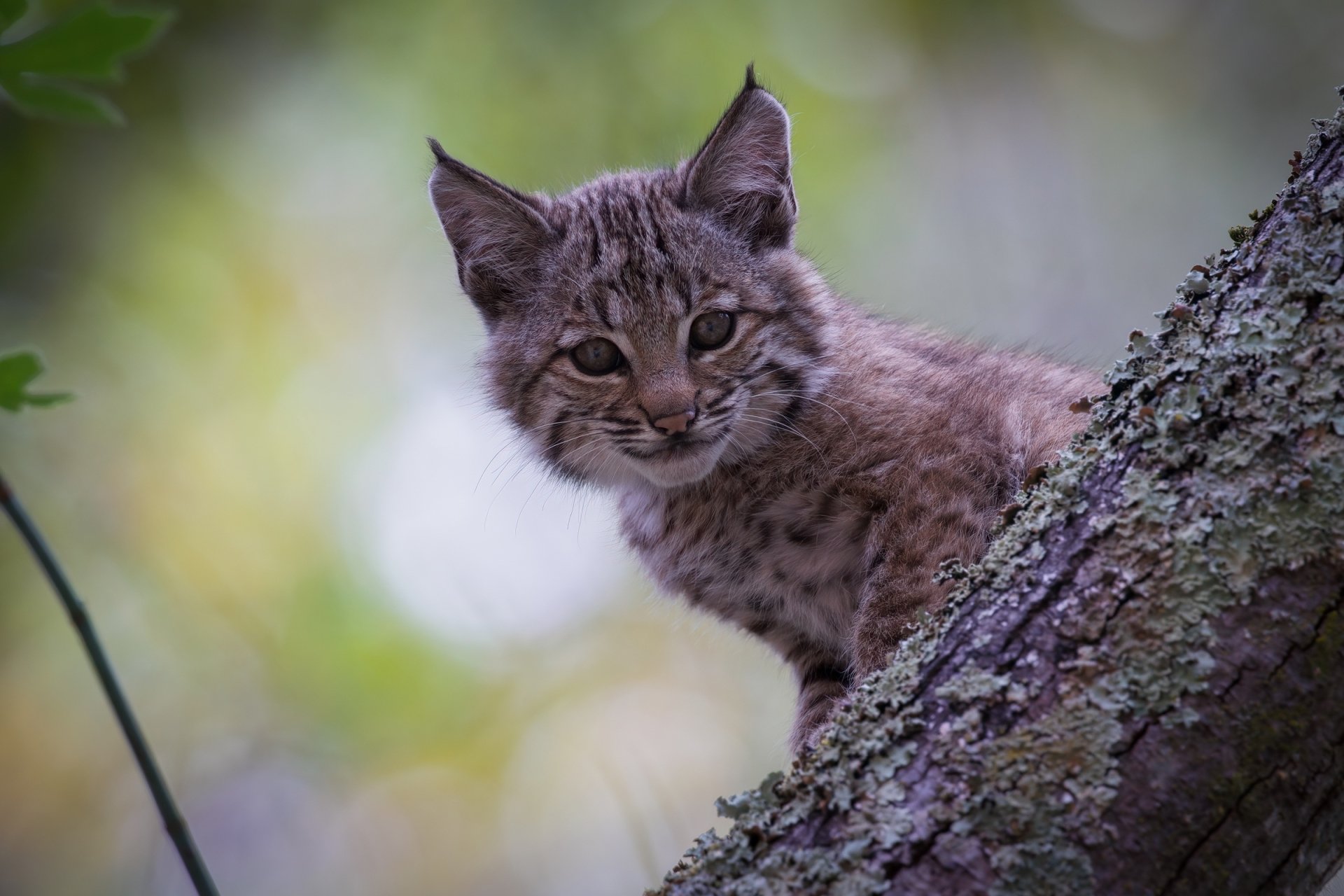 Download Cub Animal Lynx HD Wallpaper