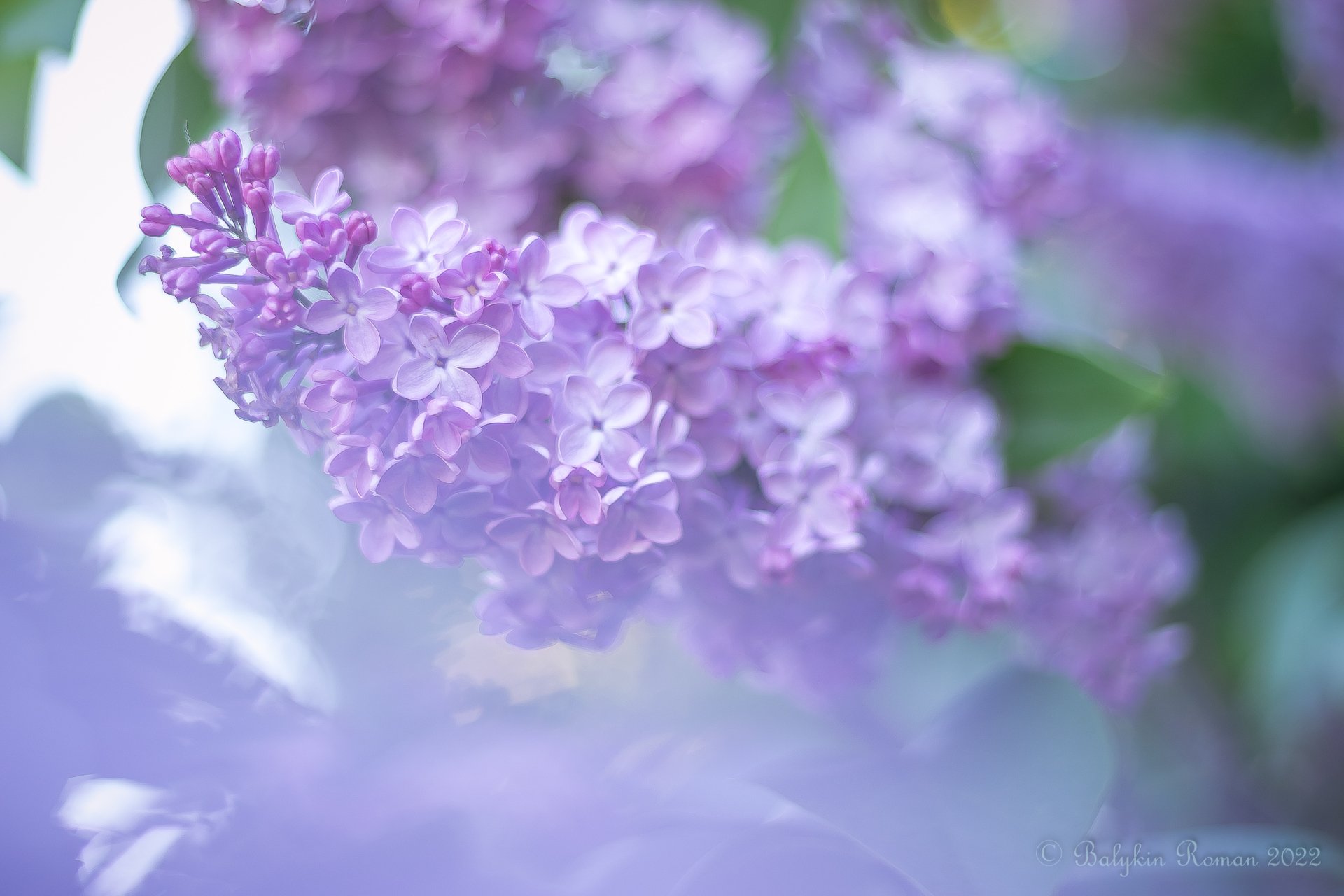 Download Nature Lilac HD Wallpaper by Vergilius