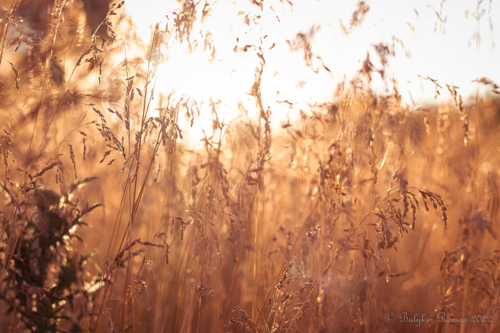 Download Nature Plant HD Wallpaper by Vergilius