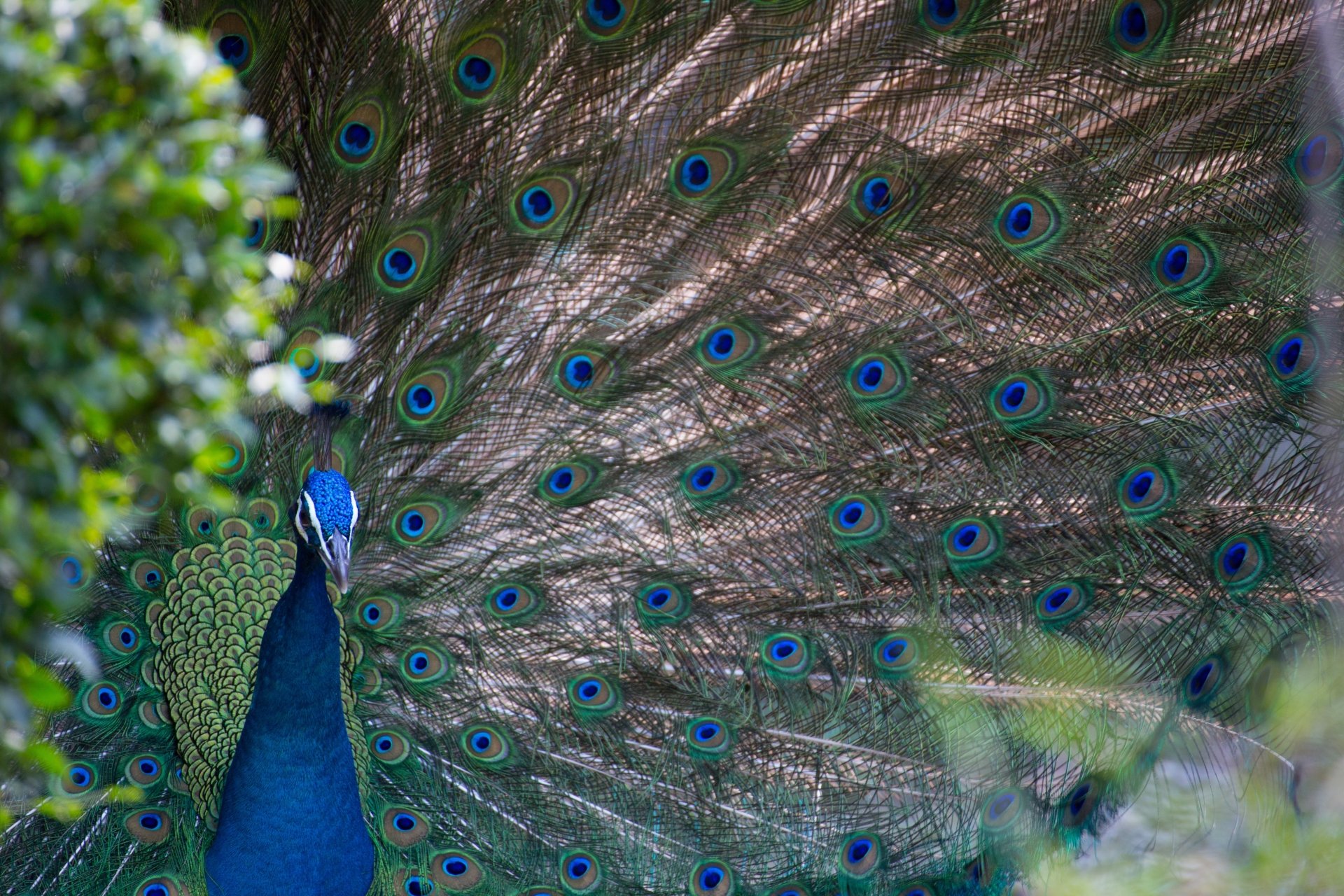Download Animal Peacock 4k Ultra HD Wallpaper
