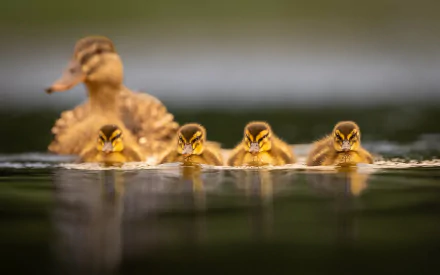 duckling Animal duck HD Desktop Wallpaper | Background Image