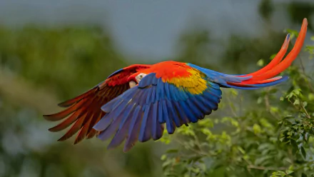 Scarlet macaw in flight, Costa Rica by Harry Collins