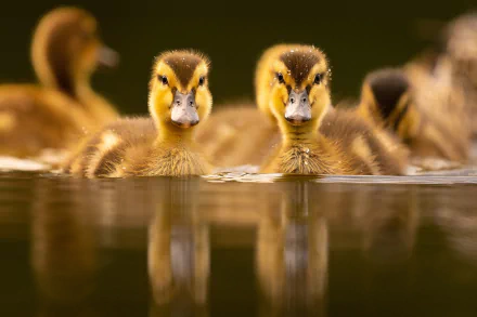 duckling Animal duck HD Desktop Wallpaper | Background Image