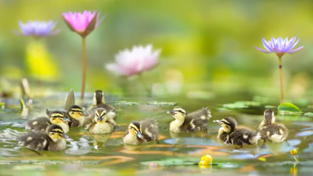 duckling Animal duck HD Desktop Wallpaper | Background Image