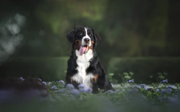 Animal bernese mountain dog HD Desktop Wallpaper | Background Image