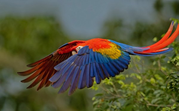 Animal Scarlet Macaw Birds Parrots HD Wallpaper | Background Image