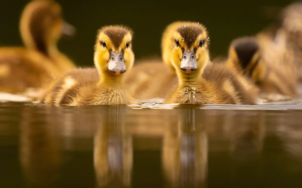 duckling Animal duck HD Desktop Wallpaper | Background Image