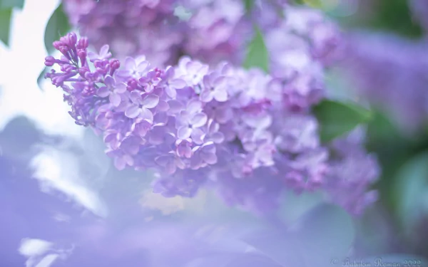 nature lilac HD Desktop Wallpaper | Background Image