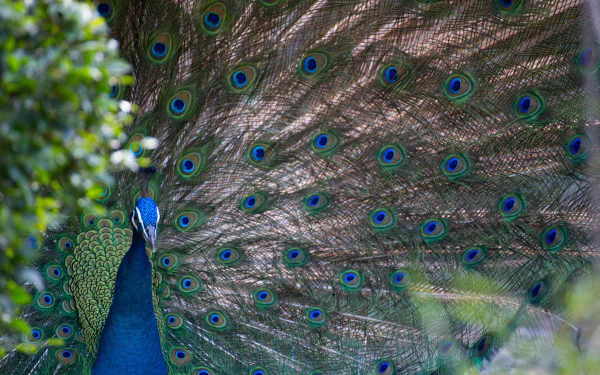 Animal peacock HD Desktop Wallpaper | Background Image