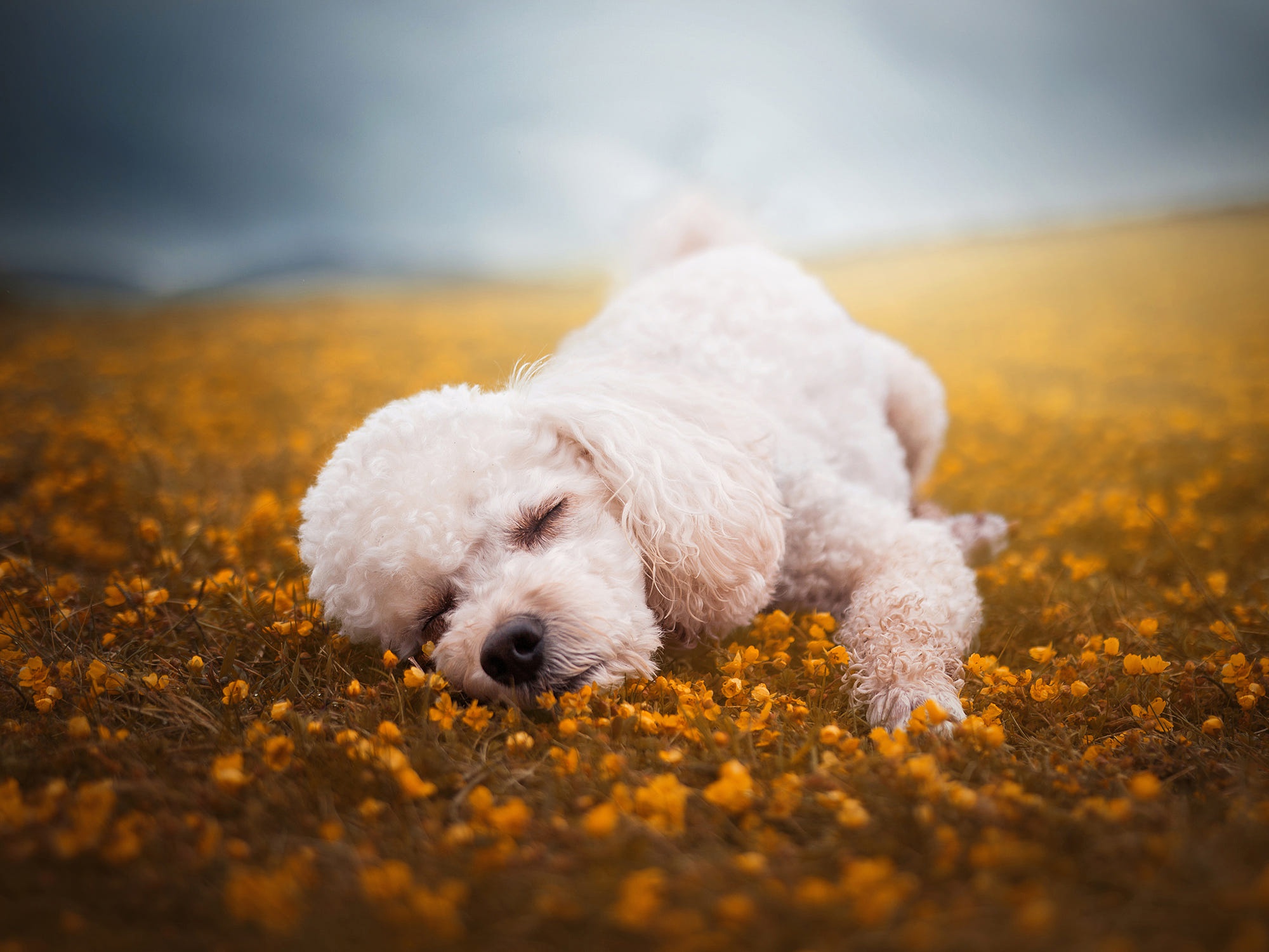 Animal Poodle HD Wallpaper | Background Image