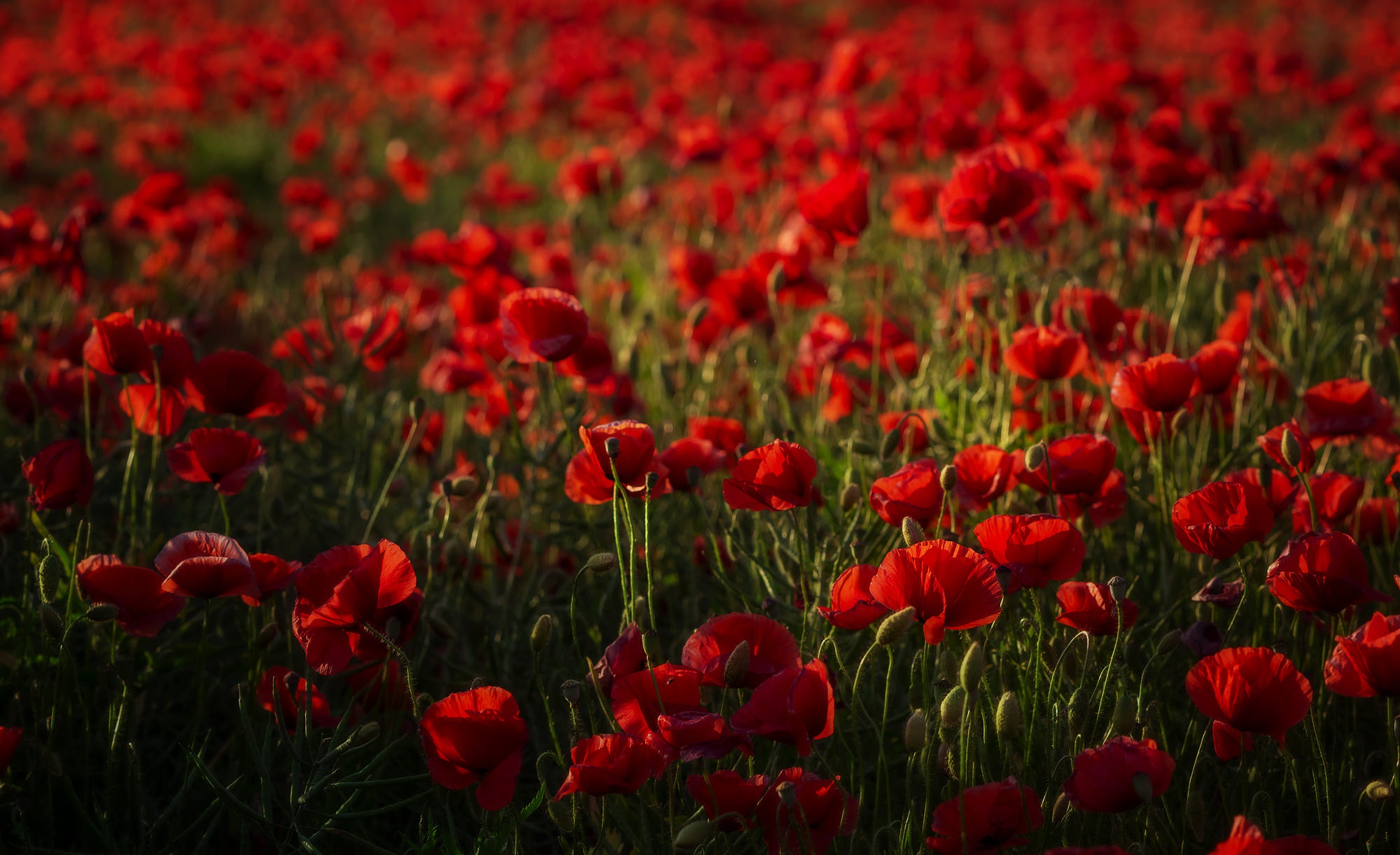 920+ Poppy HD Wallpapers and Backgrounds