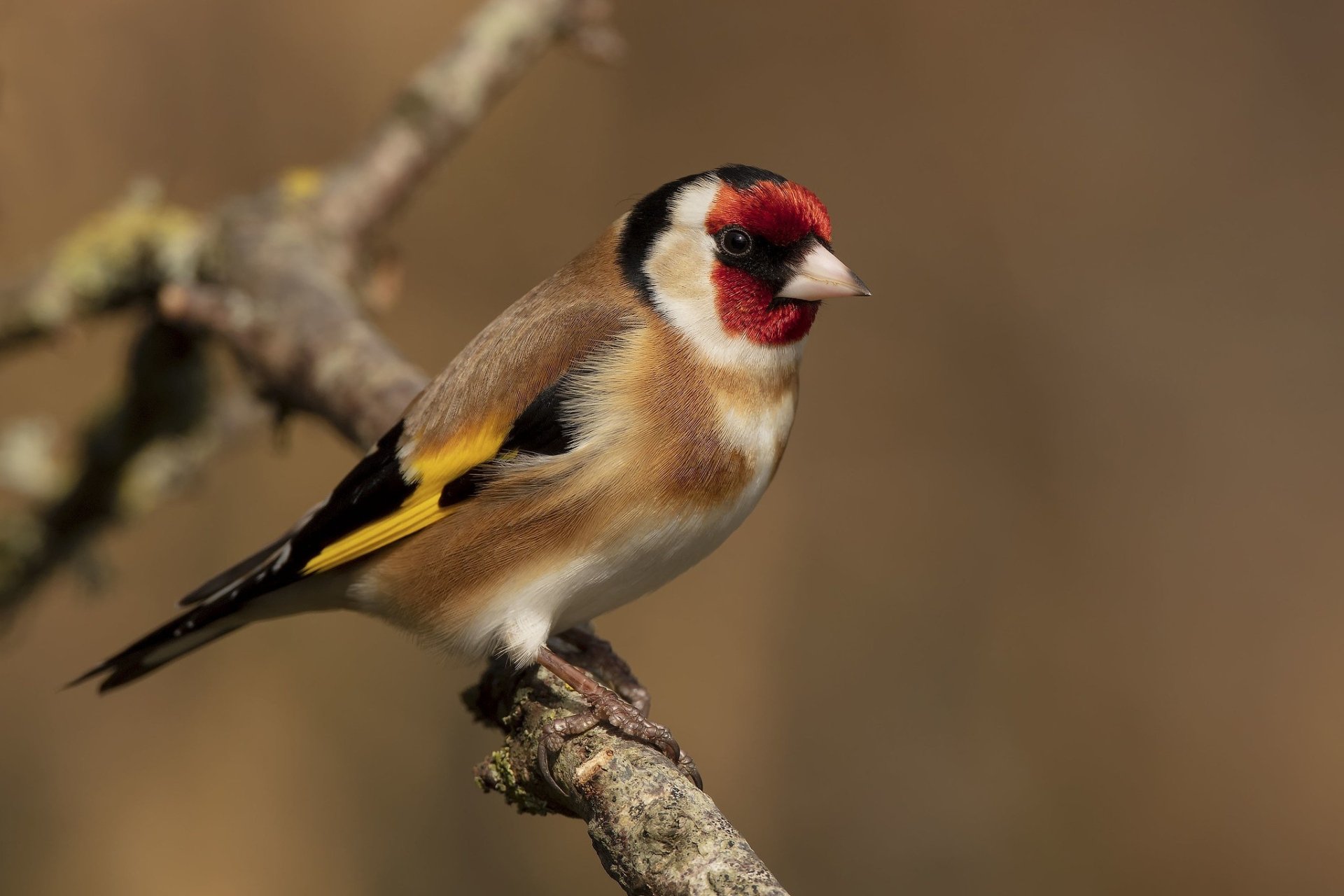 Download European Goldfinch Animal Goldfinch HD Wallpaper