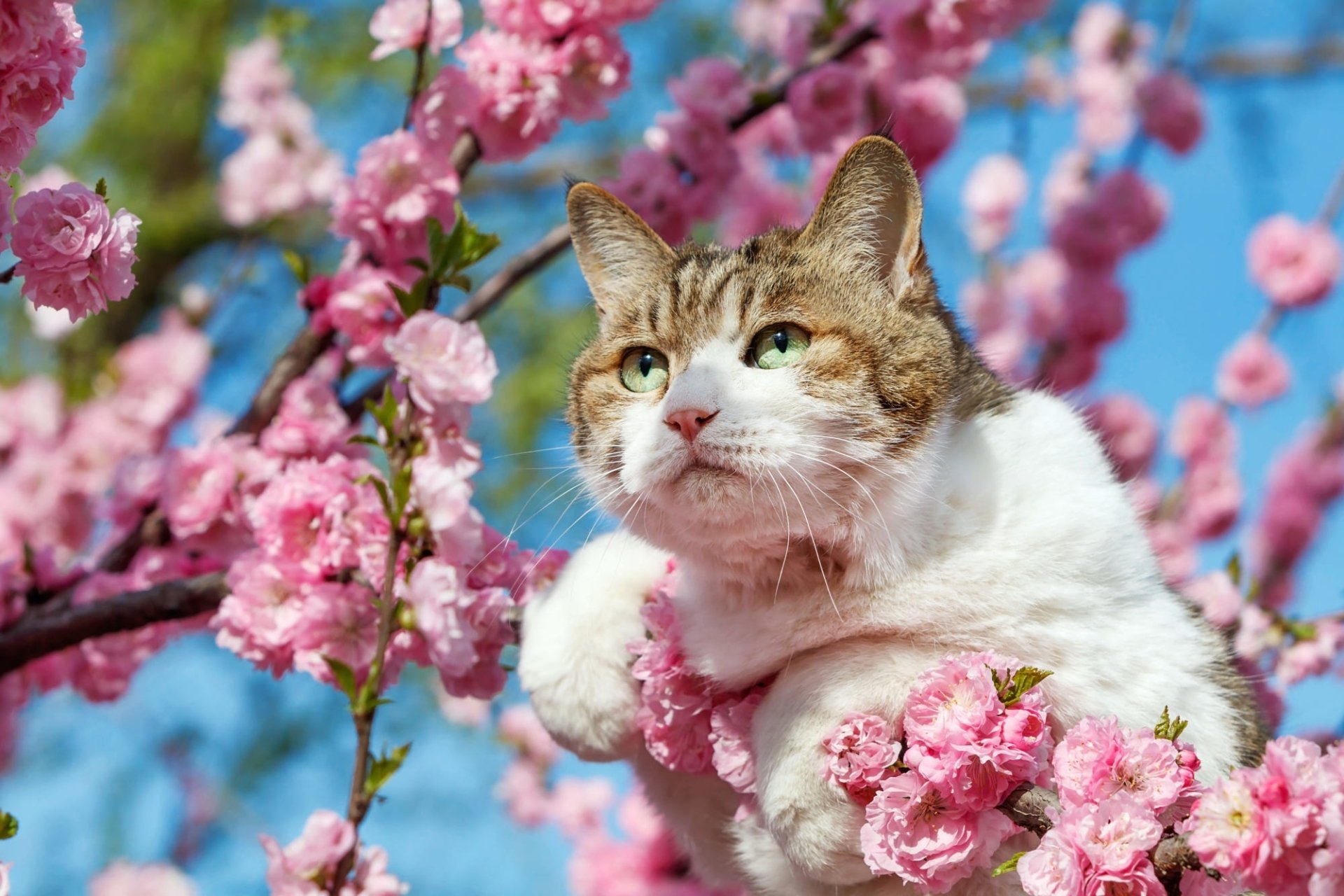 Кошки весной фото