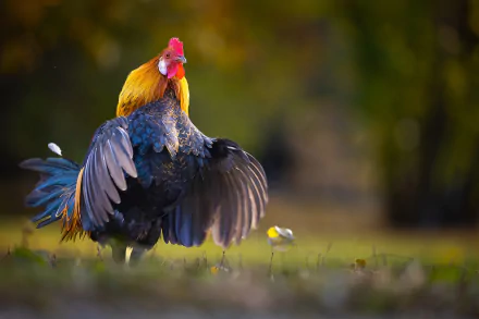 Animal rooster HD Desktop Wallpaper | Background Image