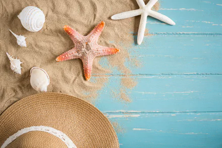 Animal starfish HD Desktop Wallpaper | Background Image