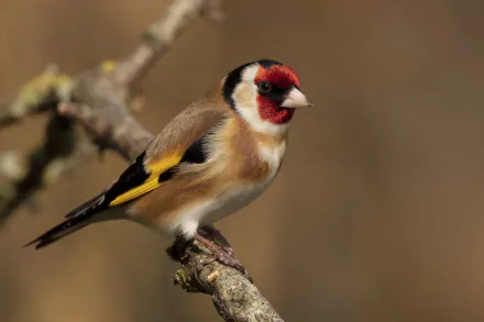 european goldfinch Animal goldfinch HD Desktop Wallpaper | Background Image