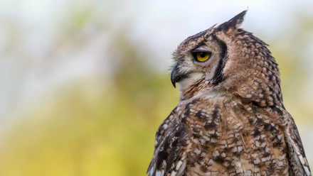 Animal owl HD Desktop Wallpaper | Background Image