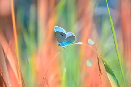 Animal butterfly HD Desktop Wallpaper | Background Image