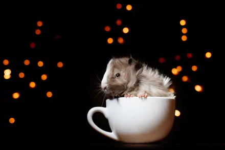 HD desktop wallpaper featuring a fluffy guinea pig sitting inside a white teacup against a dark background with warm, out-of-focus light orbs.