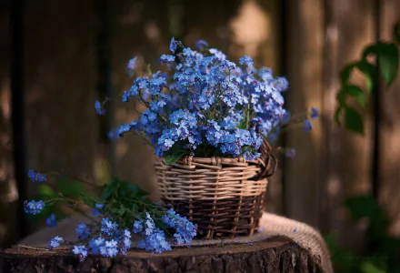 HD PC desktop wallpaper featuring a man-made arrangement of delicate forget-me-not flowers in a woven basket with a softly blurred wooden background.