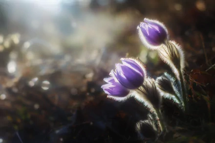 nature anemone HD Desktop Wallpaper | Background Image
