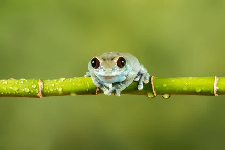 Animal frog HD Desktop Wallpaper | Background Image