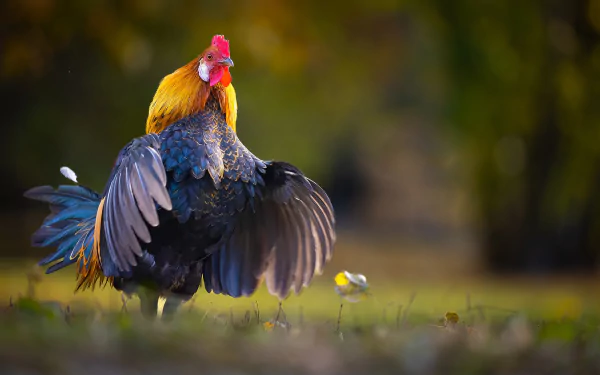 Animal rooster HD Desktop Wallpaper | Background Image
