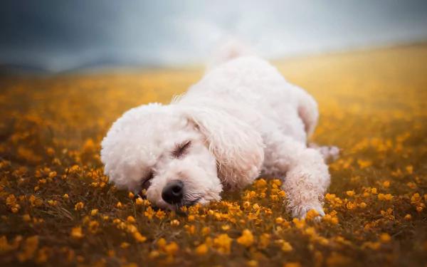 Animal poodle HD Desktop Wallpaper | Background Image