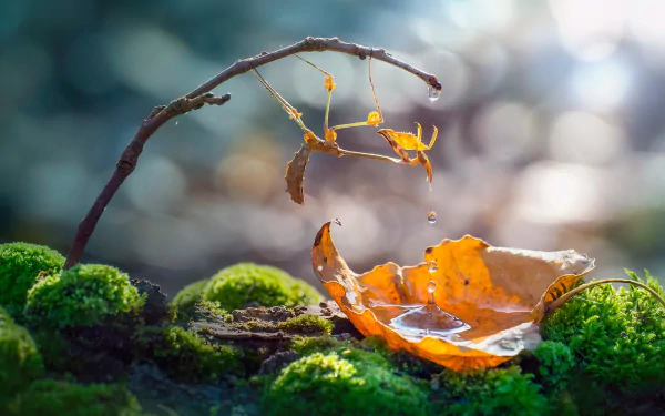 Animal praying mantis HD Desktop Wallpaper | Background Image