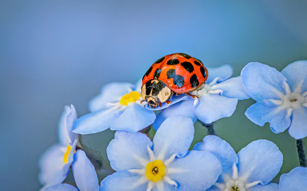 Vibrant close-up of a ladybug crawling on a dew-covered leaf, perfect for HD desktop wallpaper.