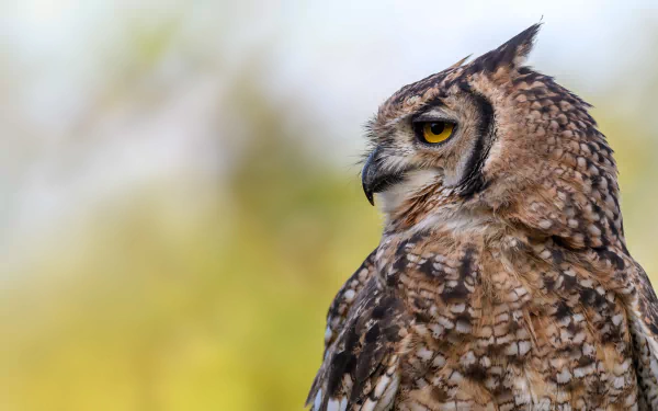 Animal owl HD Desktop Wallpaper | Background Image