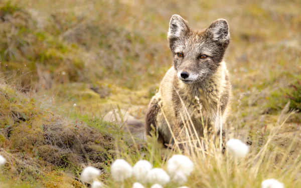 Animal fox HD Desktop Wallpaper | Background Image