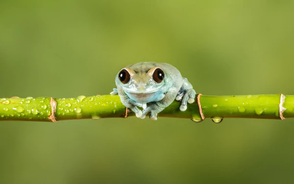 Animal frog HD Desktop Wallpaper | Background Image
