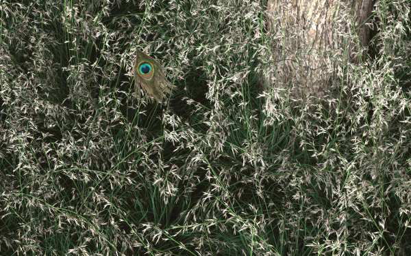 nature grass HD Desktop Wallpaper | Background Image