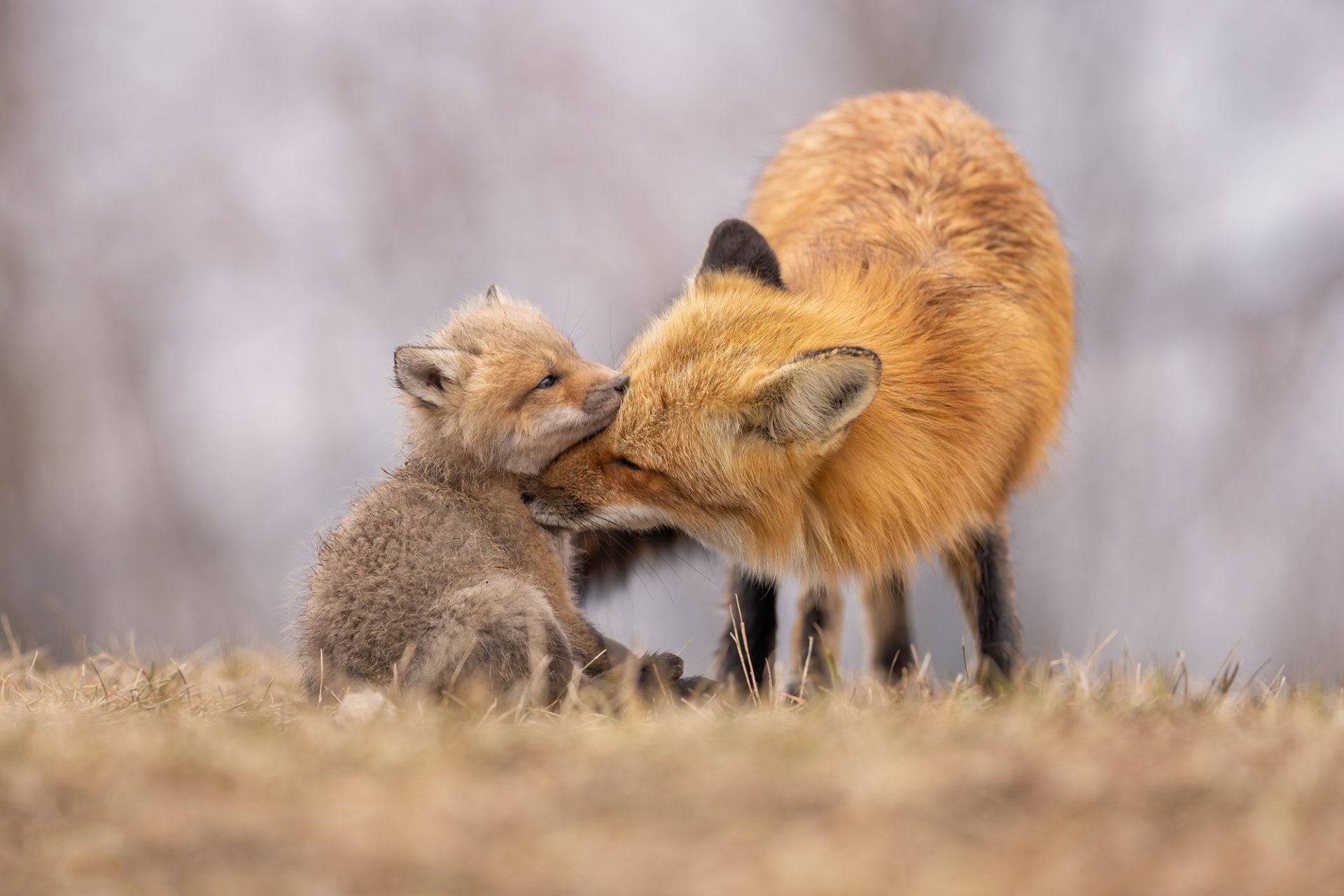 Download Animal Fox HD Wallpaper