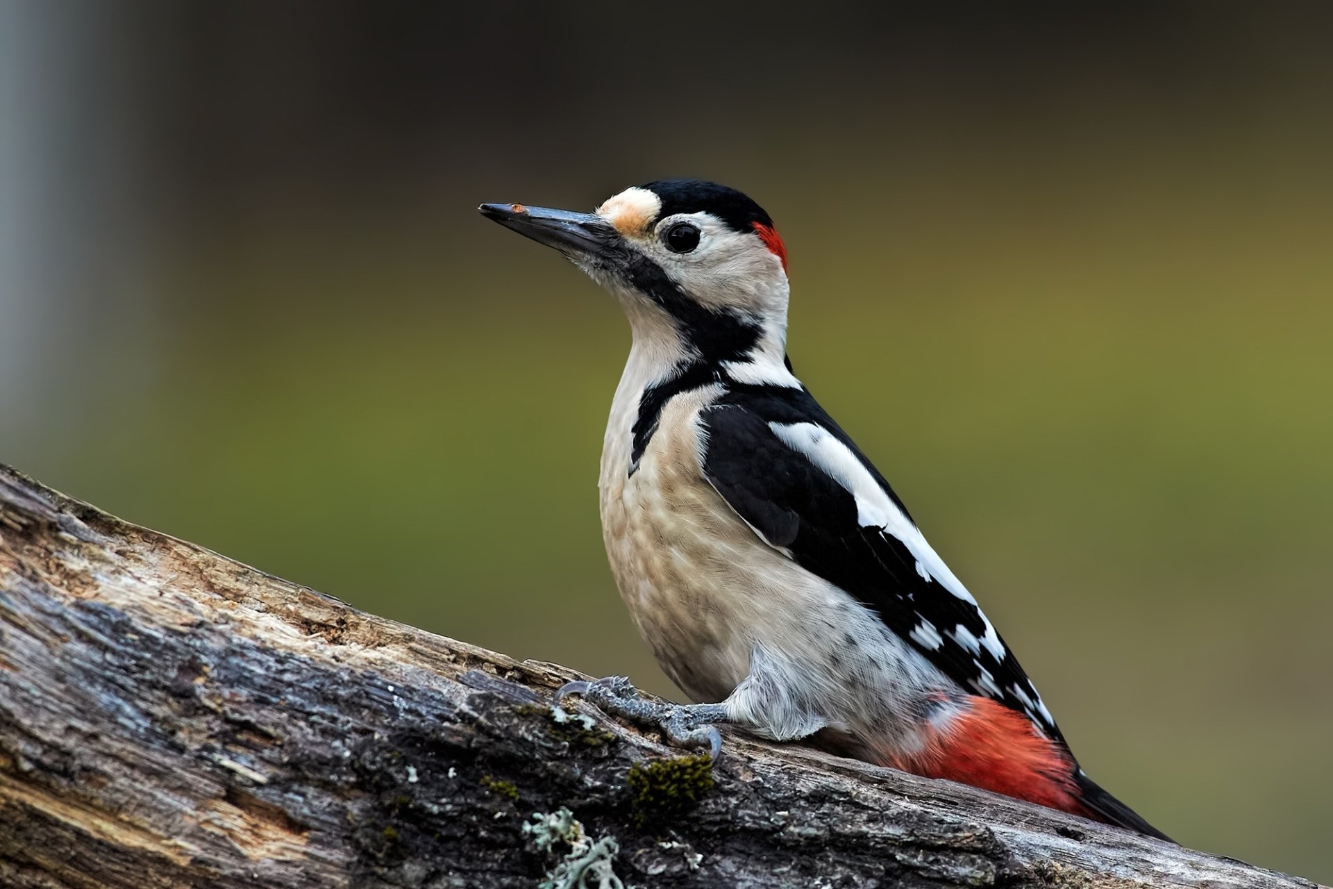 Download Animal Woodpecker HD Wallpaper by Kalin Botev