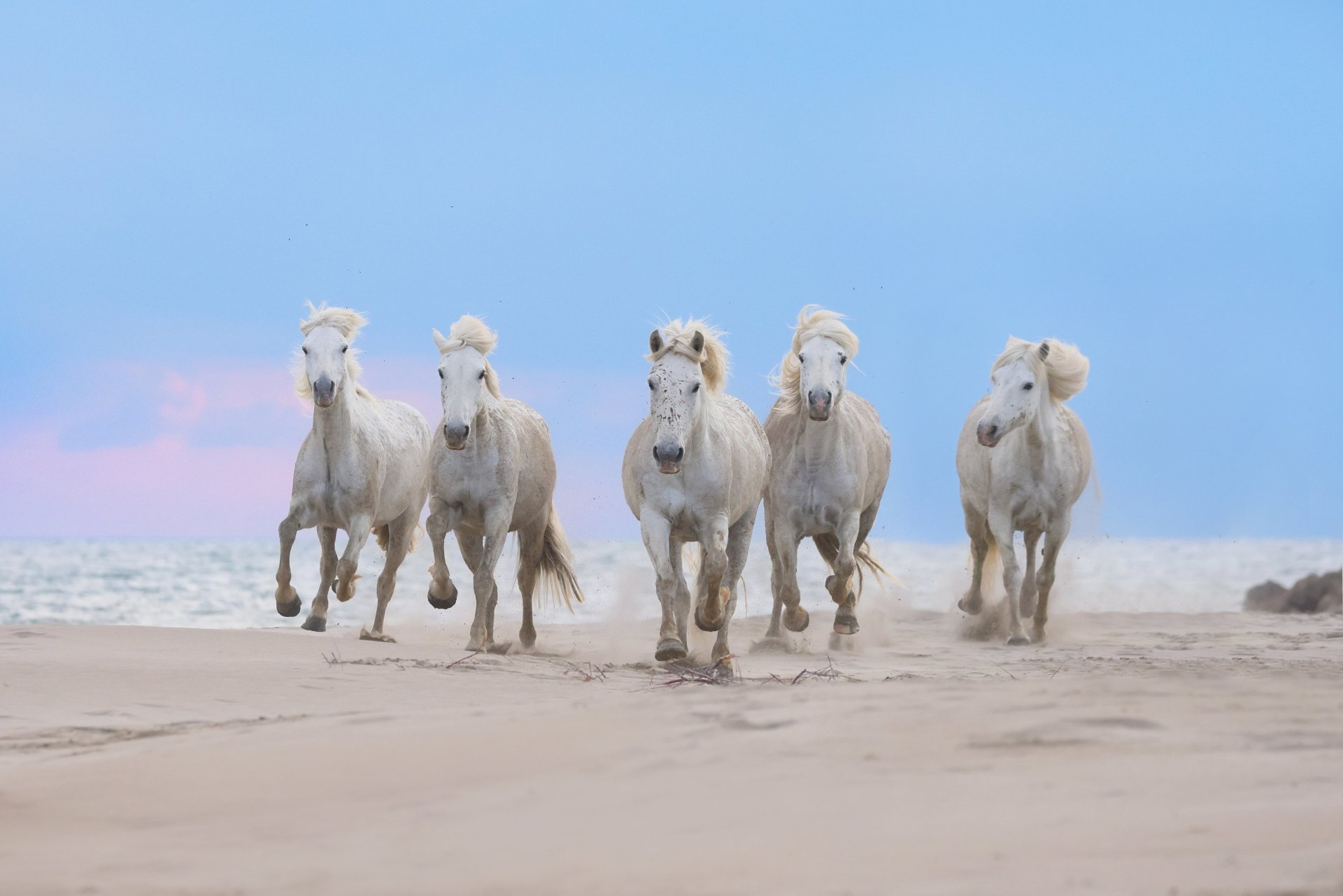 HD desktop wallpaper featuring six white horses galloping across a sandy beach under a soft blue sky.