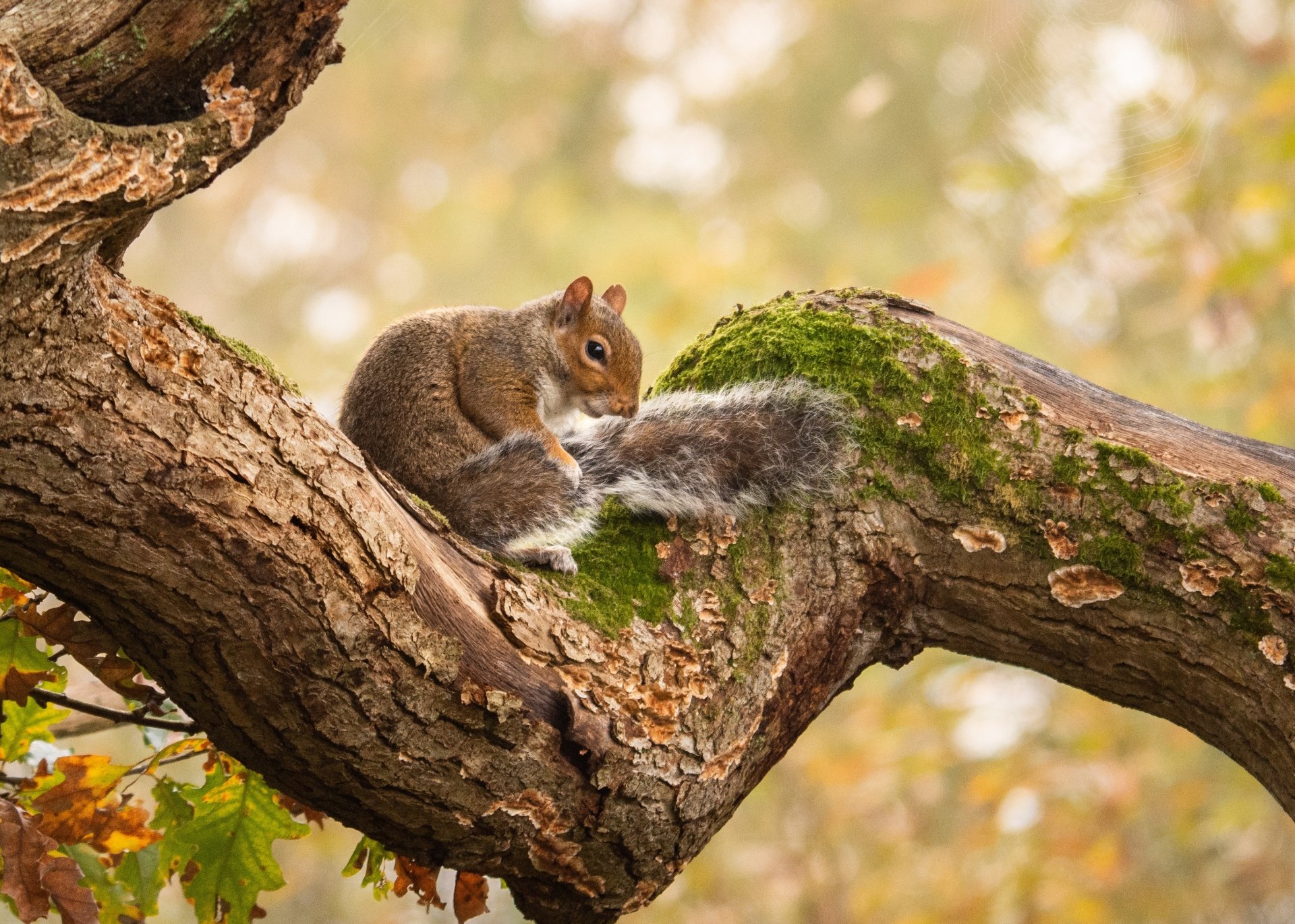 Download Animal Squirrel HD Wallpaper