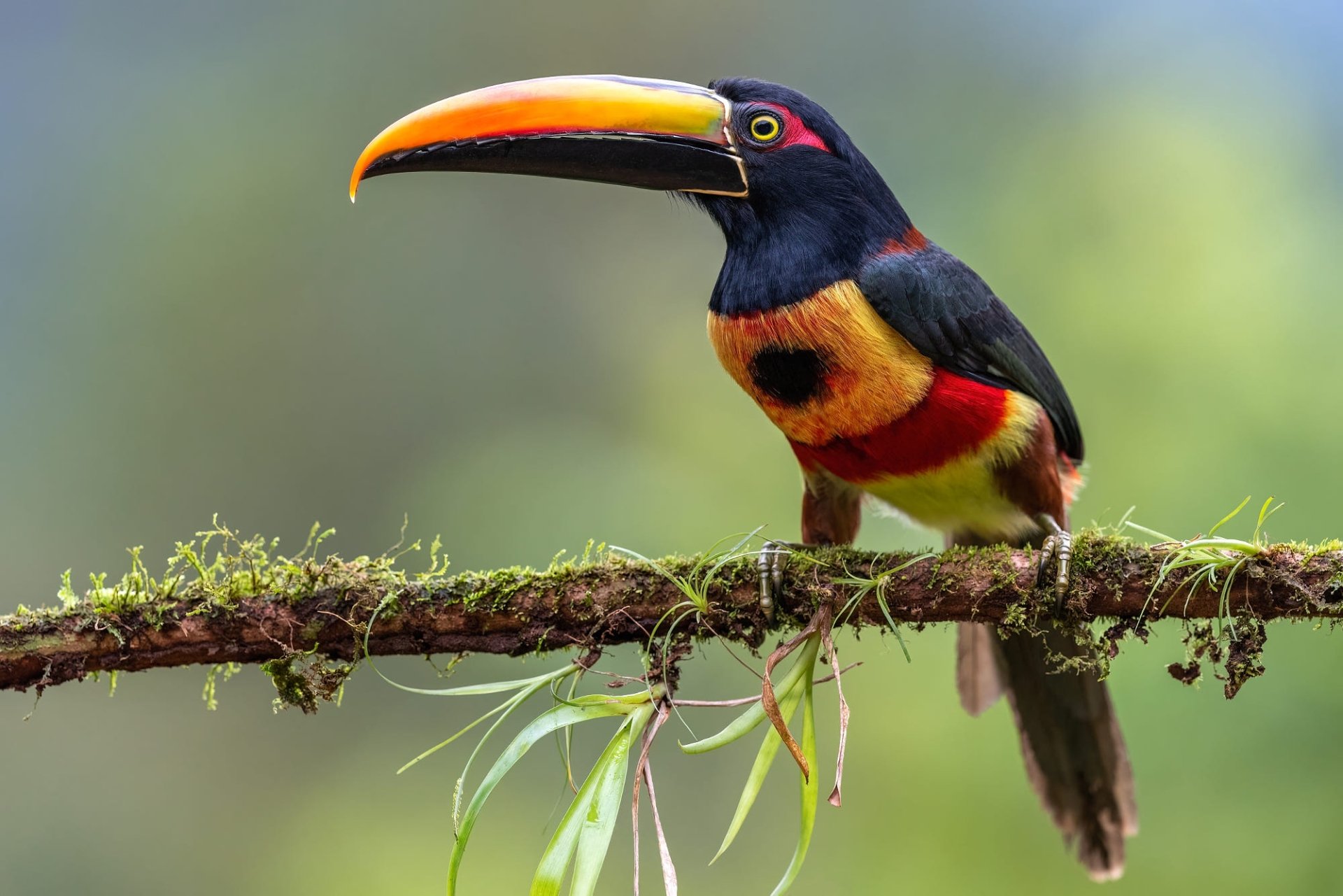 Download Animal Toucan HD Wallpaper
