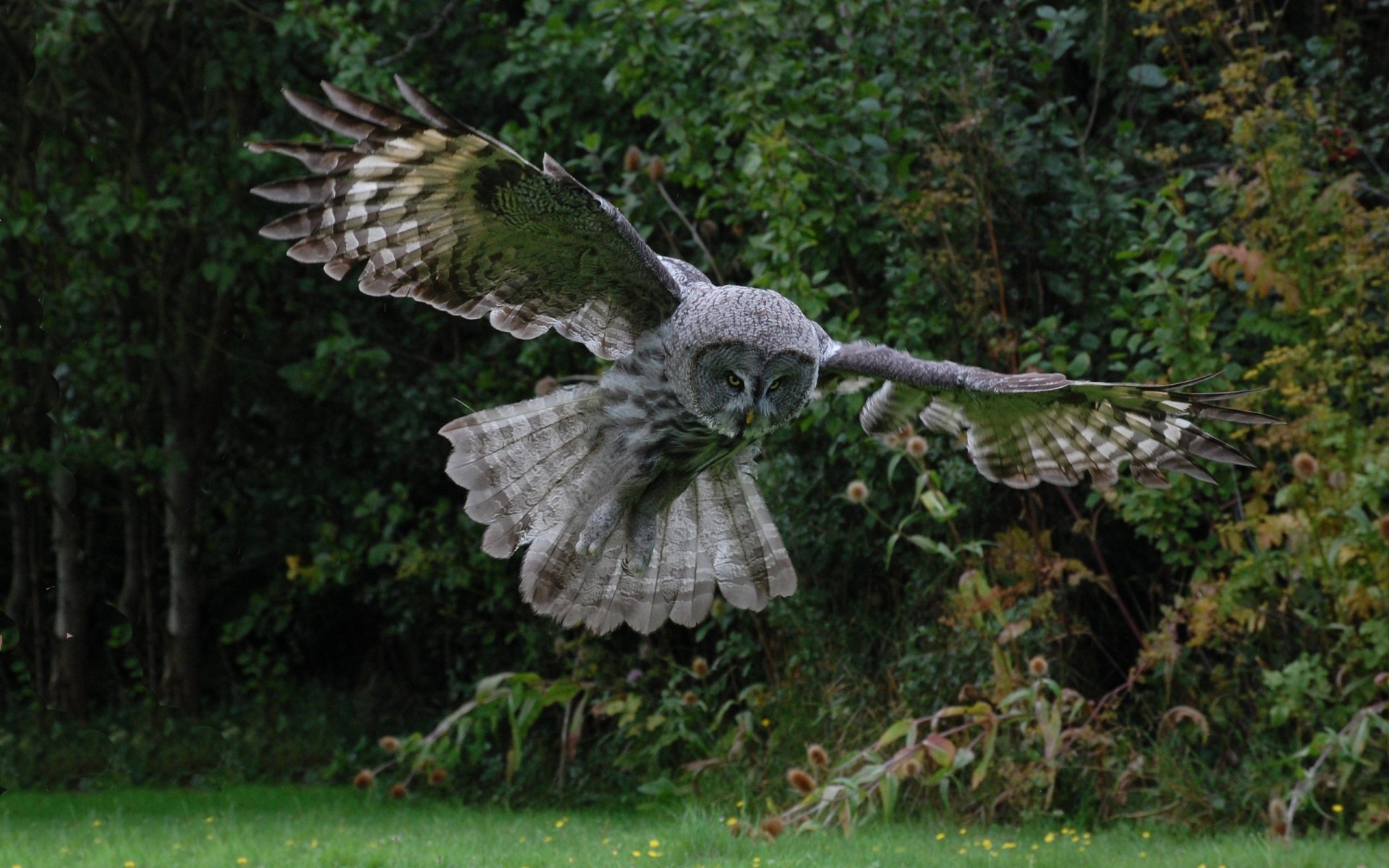 HD PC desktop wallpaper capturing a majestic owl in mid-flight against a lush green forest background.