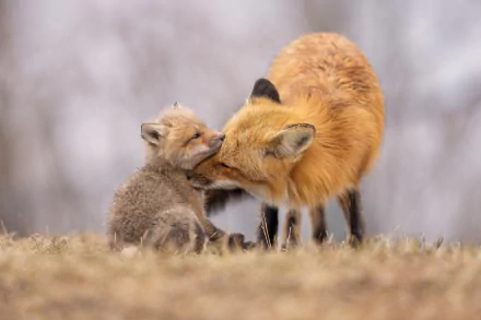 Animal fox HD Desktop Wallpaper | Background Image