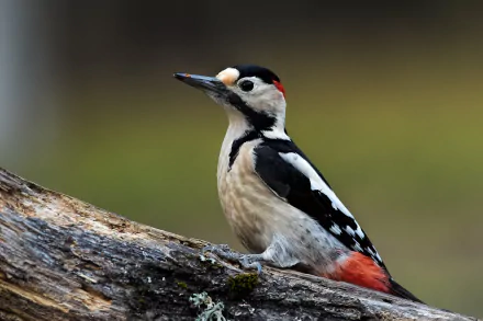 Animal woodpecker HD Desktop Wallpaper | Background Image