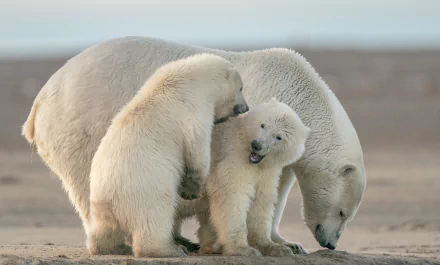 Animal polar bear HD Desktop Wallpaper | Background Image