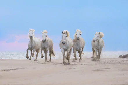 HD desktop wallpaper featuring six white horses galloping across a sandy beach under a soft blue sky.
