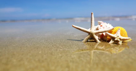 Animal starfish HD Desktop Wallpaper | Background Image