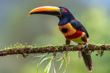 HD PC desktop wallpaper and background showing an animal toucan perched on a mossy branch, its bright bill and plumage set against a soft green bokeh backdrop.