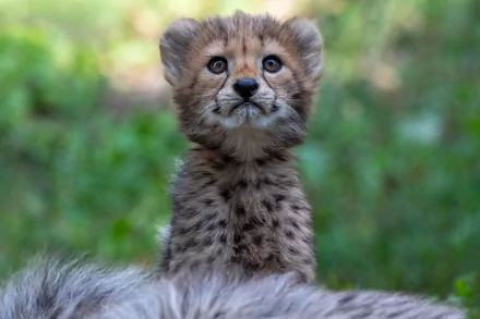 cub Animal cheetah HD Desktop Wallpaper | Background Image