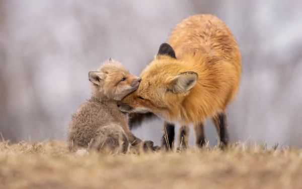 Animal fox HD Desktop Wallpaper | Background Image